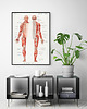 plakaty Plakat Anatomia człowieka 2