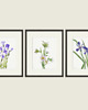 grafiki i ilustracje PLAKATY  botaniczne grafiki vintage kwiaty 3