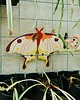 Ozdoby na ścianę Plakat Comet Moth - dekoracja ścienna motyl 3