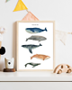 plakaty PLAKAT WIELORYBY plakat z wielorybami morski 3