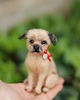 figurki i rzeźby Piesek Miniaturka-zamówienie indywidualne 2