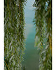 fotografia Liście 1