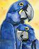 plakaty Plakat "Papugi" 3