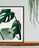 fotografia PLAKAT MONSTERA LIŚCIE BOTANICZNY z monsterą 5