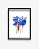 plakaty Plakat  Iris sibirica 1
