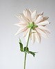 dodatki - różne Dekoracja botaniczna, kwiat z papieru - dalia 'cafe au lait' 6