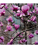 fotografia Magnolia 1