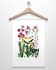 plakaty KWIATY GÓRSKIE I plakat  A4, A3, 30x40cm 3