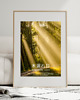 fotografia PLAKAT Komorebi japoński natura fotografia las 2