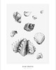 grafiki i ilustracje Muszle / Art  print 50x70 cm 5