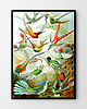 plakaty Rajskie ptaki 50x70 cm - plakat B2 2