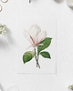 plakaty Plakat Biała magnolia 1
