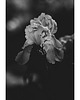 fotografia Irys III 1