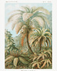 plakaty Plakat JUNGLE vintage 2