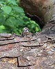 pierścionki - różne Owal - pierścionek regulowany 3