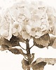 grafiki i ilustracje Hortensja sepia, grafika, akwarela 6