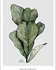 plakaty Ficus plakaty botaniczne 2
