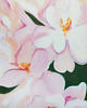 obrazy Blush / 80x60 1