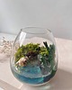 dodatki - różne Terrarium natura zamknięta w szkle 3