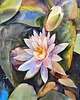 obrazy "Lilie" 56*76 cm/akwarela na papierze 1
