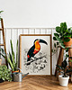 plakaty Plakat Tukan vintage 3