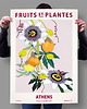 plakaty Plakat botaniczny "Ateny" 1