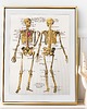 plakaty Plakat retro- anatomia 1