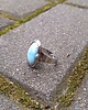 pierścionki - różne Larimar - pierścionek regulowany 2