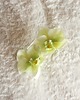 spinki i klamry do włosów Pistacjowa spinka z orchideą 3