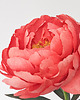 dodatki - różne Piwonia z papieru - inspirowana piwonia coral charm 8