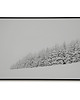 plakaty Plakat Zimowe sosny - zima - sosny 2