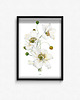 plakaty Plakat Anemone hupehensis 1