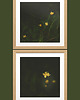 fotografia 4 fotografie natury z cyklu "Zwyczajność" 2