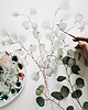 plakaty Plakat Eucalyptus 2