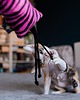 Zabawki dla zwierząt Zabawka dla kota kopacz kick & hug ze sznureczkami i kocimiętką ZEBRA RÓŻOWA 4