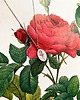 srebrne naszyjniki Rosa- naszyjnik- Róża 1