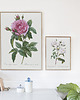 plakaty Rosa gallica regali - Plakat botaniczny - Retro 1