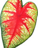 poduszki z grafiką Poduszka Liść Caladium Bicolor 1
