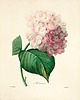 grafiki i ilustracje Rysunek kwiaty grafika motywy kwiatowe magnolia 4