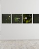 fotografia 4 fotografie natury z cyklu "Zwyczajność" 4