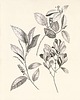 grafiki i ilustracje Zestaw Grafik Botanicznych Vintage 2