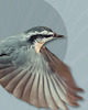 grafiki i ilustracje Plakat, kolaż Bluebird 3