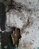 obrazy Obraz strukturalny  "Skorupa" 4