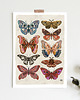plakaty Motyle i ćmy plakat, plakat botaniczny, motyle 4