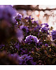 fotografia Fioletowe kwiaty 1
