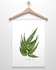 plakaty PAPROTKA paproć plakat  A4, A3 (lub 30x40cm) 1