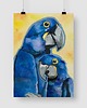 plakaty Plakat "Papugi" 1