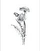 grafiki i ilustracje Zestaw dwóch grafik botanicznych 1