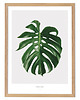 plakaty Plakat - Monstera A4 3