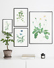 plakaty Plakat botaniczny GRAFIKA niebieski Chaber 1